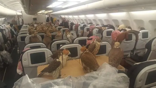 viajar con aves en avion - Qué animales pueden viajar en avión