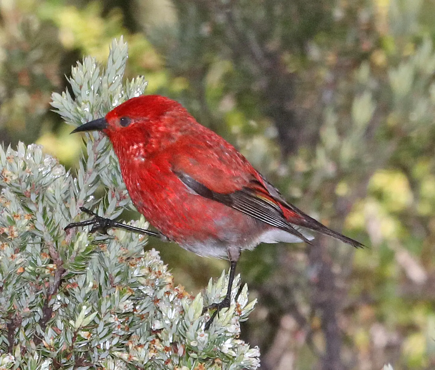 pajaros de hawaii - Qué animales salvajes hay en Hawaii