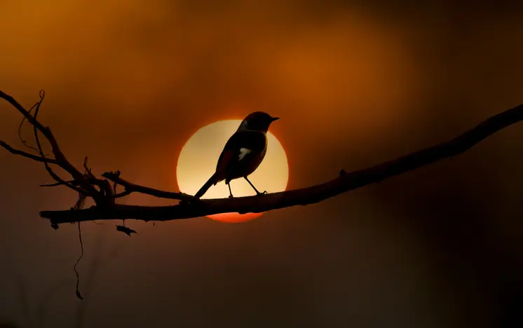 aves calentamiento global - Qué animales se afectan por el calentamiento global