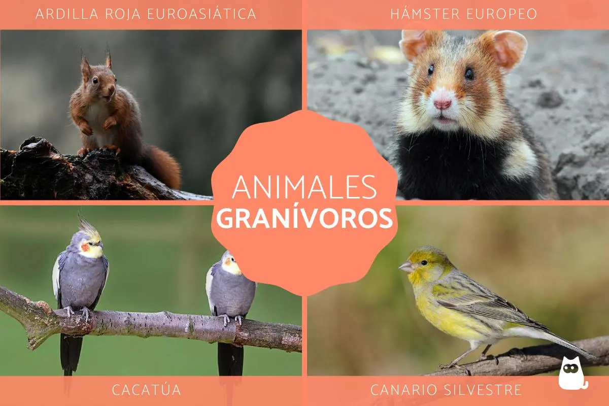 ave granívora ejemplo - Qué animales se alimentan de maíz