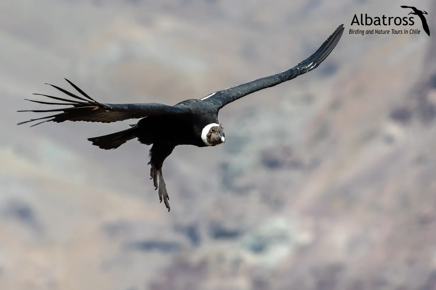 Ave de la Cordillera de los Andes: Un tesoro de la biodiversidad - Qué animales se encuentra en la Cordillera de los Andes ave de la cordillera de los andes - Qué animales se encuentra en la Cordillera de los Andes