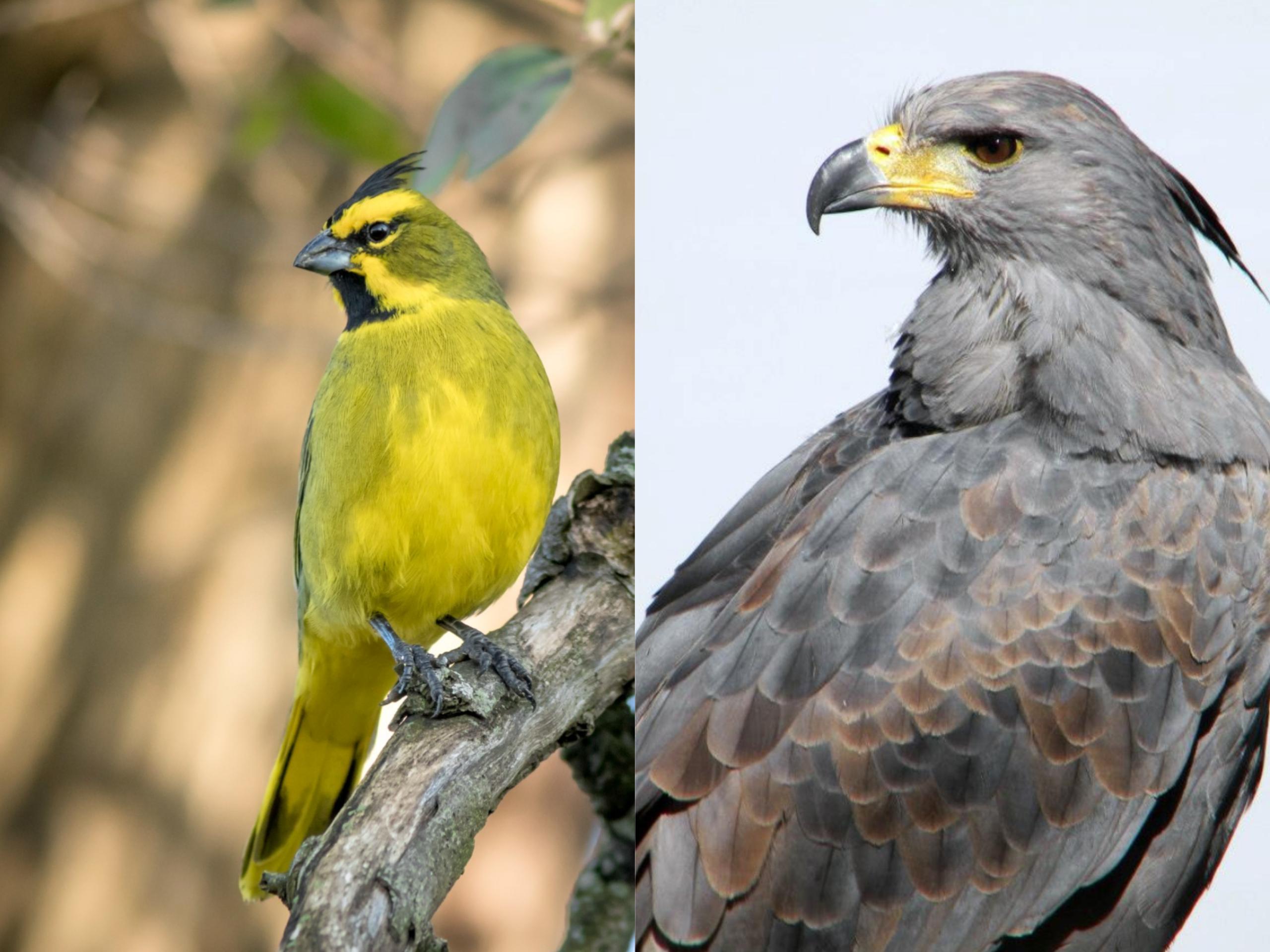 aves en peligro de extincion en santa fe - Qué animales se encuentran en peligro de extinción en la provincia de Santa Fe