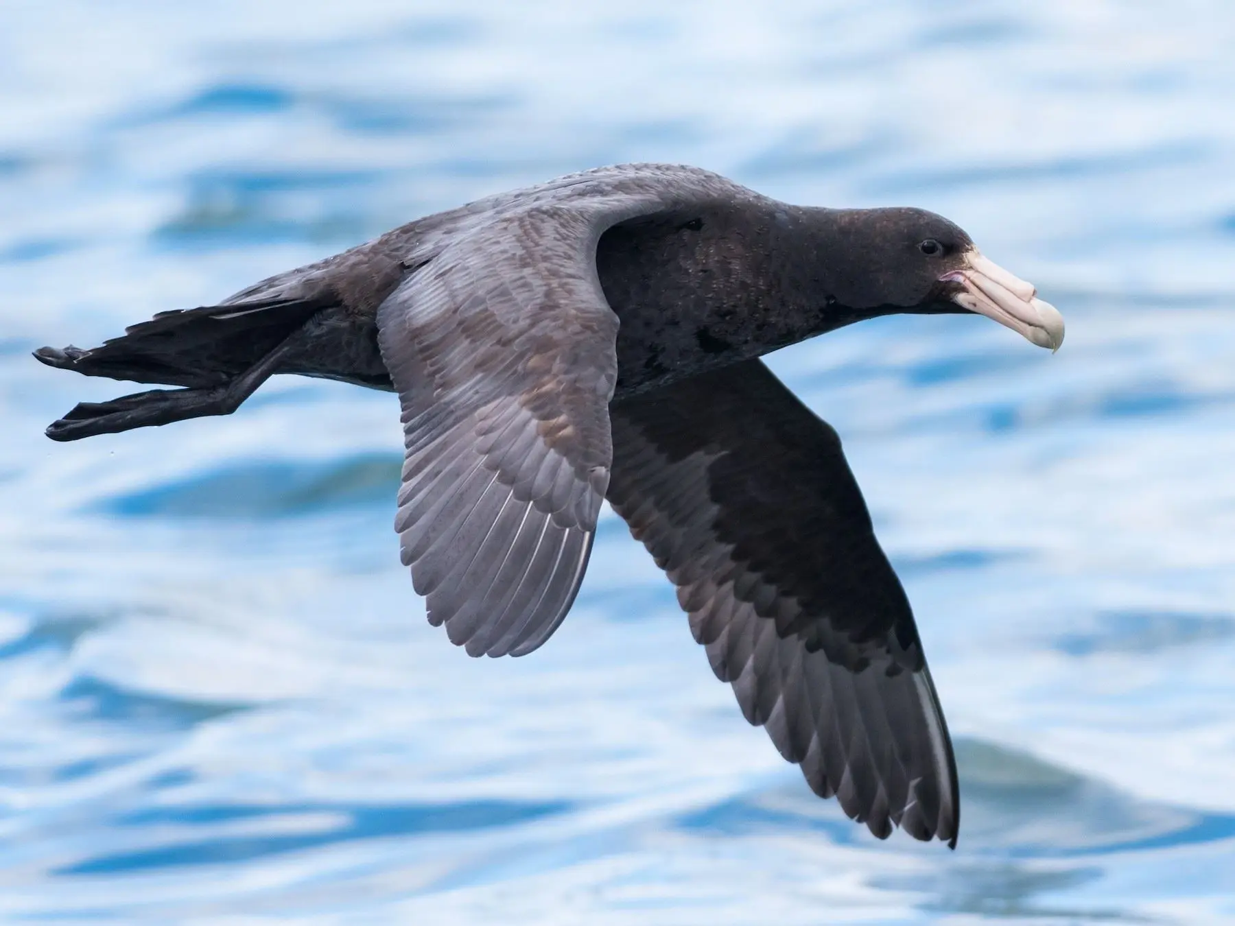 aves puerto madryn - Qué animales se pueden ver en Puerto Madryn