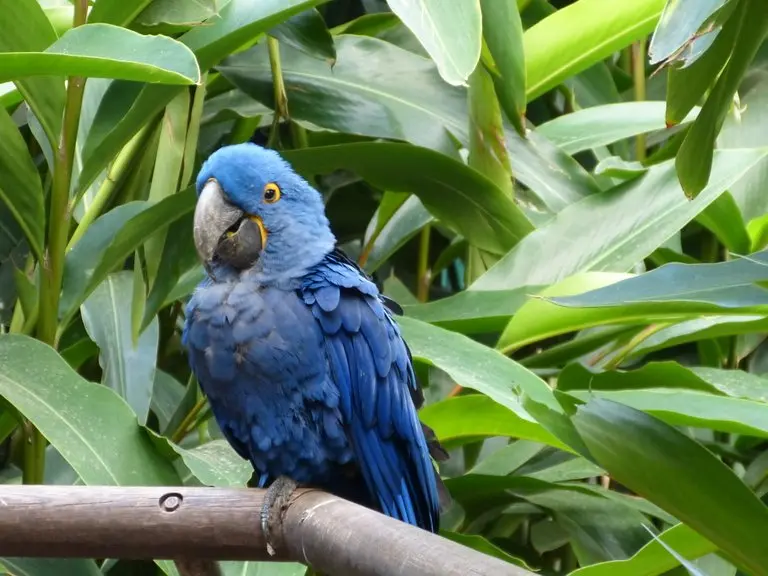 guacamayos en temaiken - Qué animales se pueden ver en Temaiken