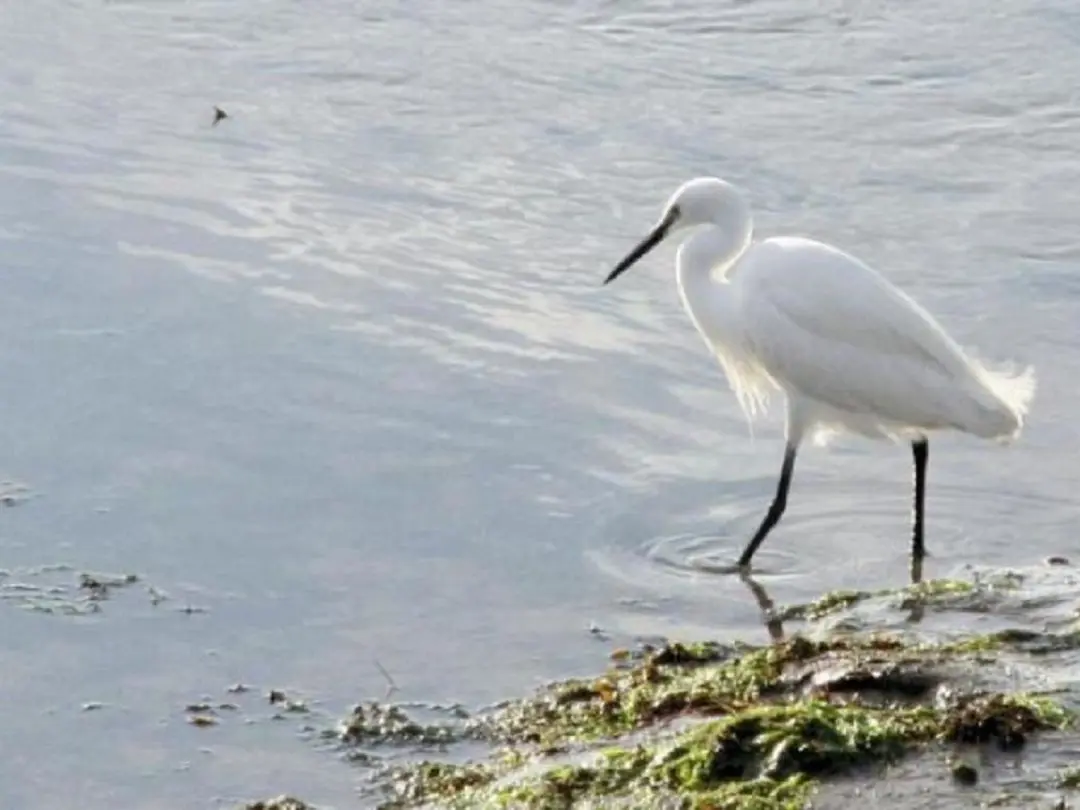 aves de marismas - Qué animales se refugian primordialmente en las marismas