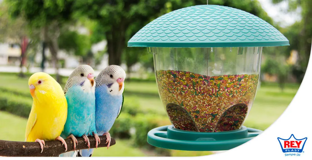 animales o aves que son alimentos - Qué animales son alimentos