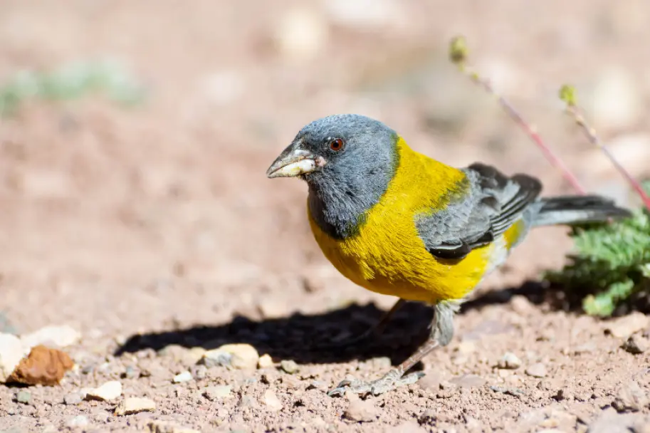 aves de mendoza - Qué animales son autóctonos de Mendoza