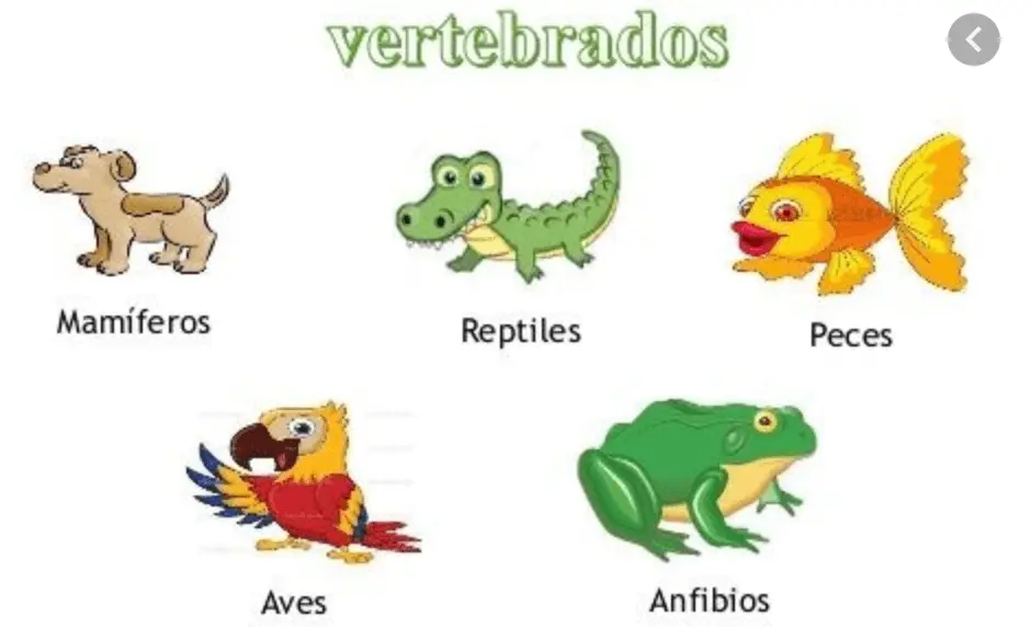 anfibios y aves - Qué animales son los anfibios