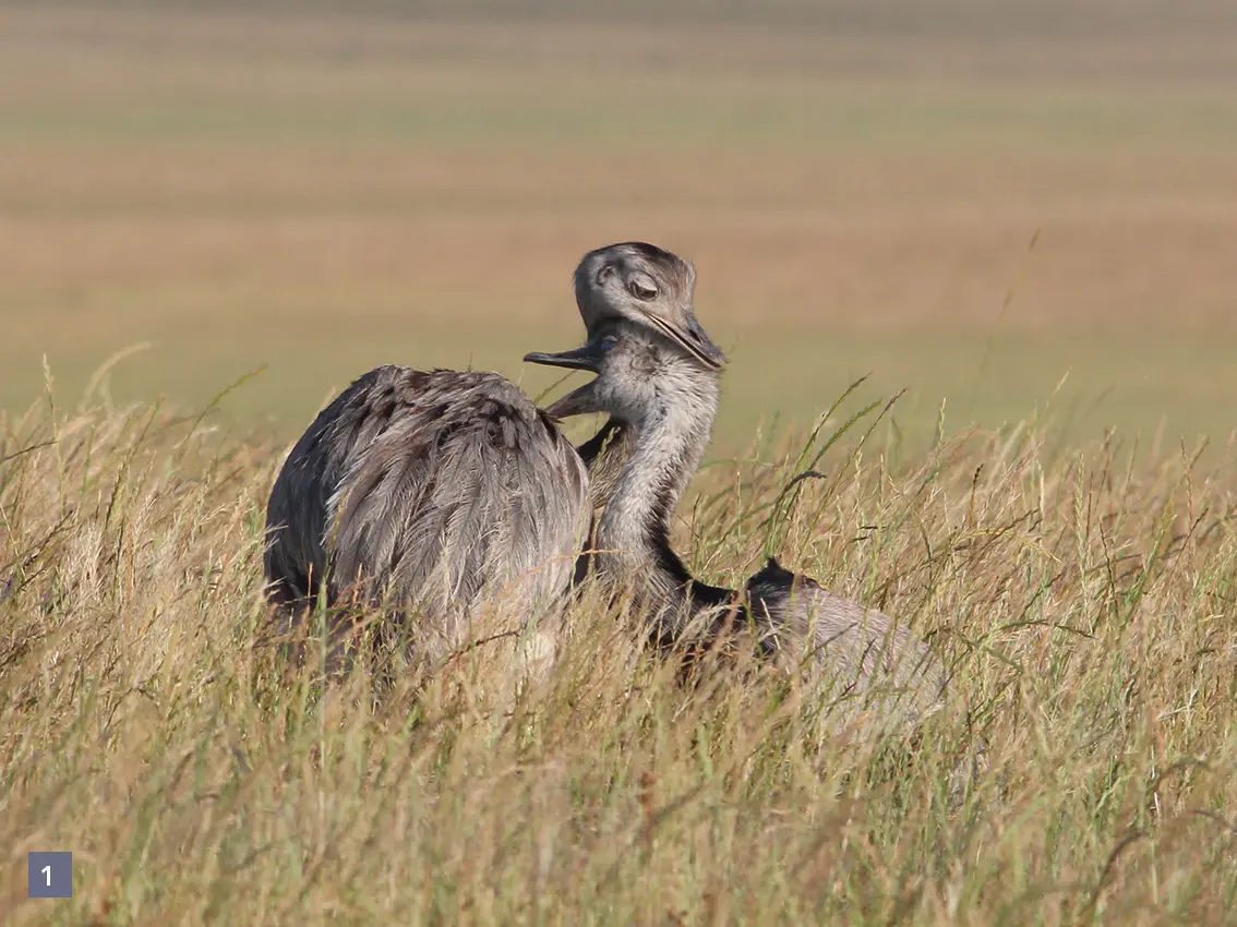 aves del pastizal pampeano - Qué animales tiene el pastizal pampeano