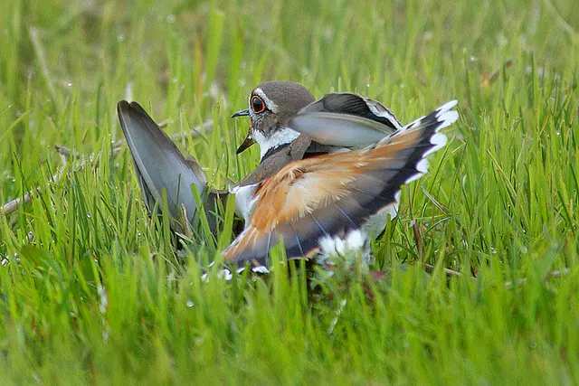 cómo se defiende de sus depredadores el loro - Qué animales tienen mecanismos de defensa