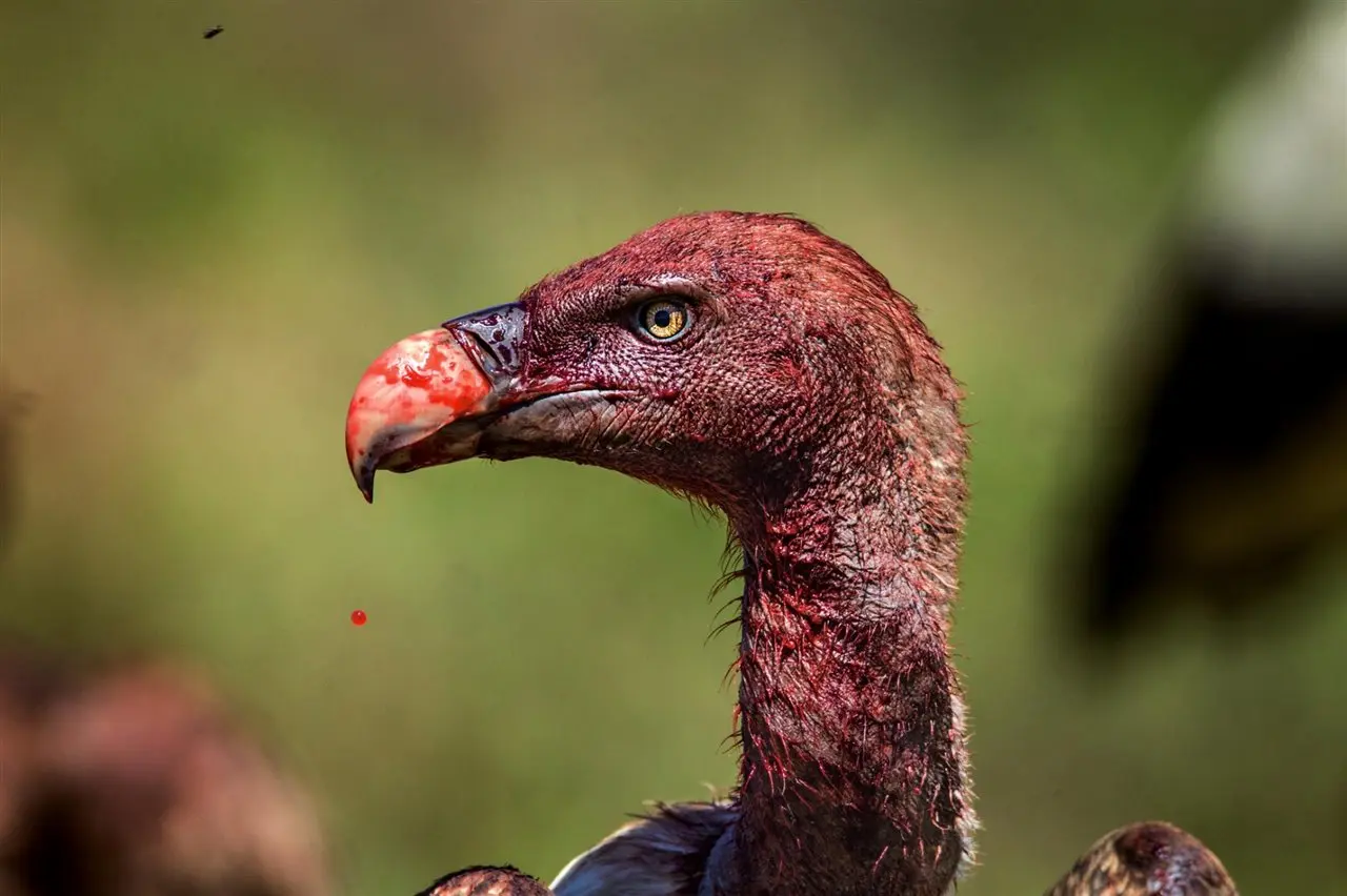 aves carroñeras y bufalo relacion - Qué animales tienen una relación simbiótica