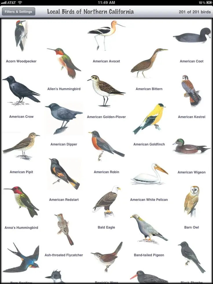 aves de california - Qué animales viven en California