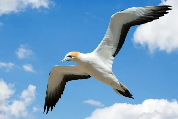 adaptacion de las aves al ambiente aeroterrestre - Qué animales viven en el ambiente aeroterrestre
