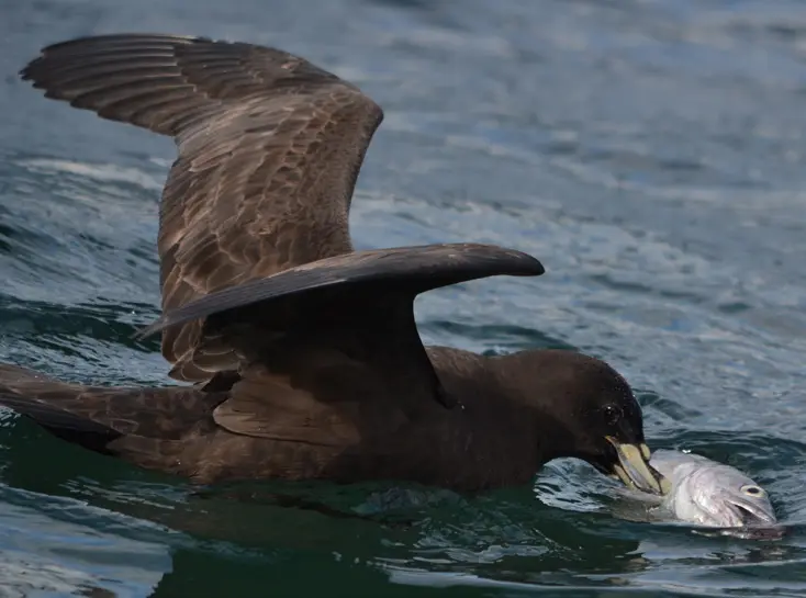 aves del mar argentino - Qué animales viven en el mar Argentino