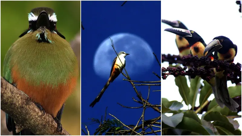 aves de el salvador - Qué animales viven en El Salvador