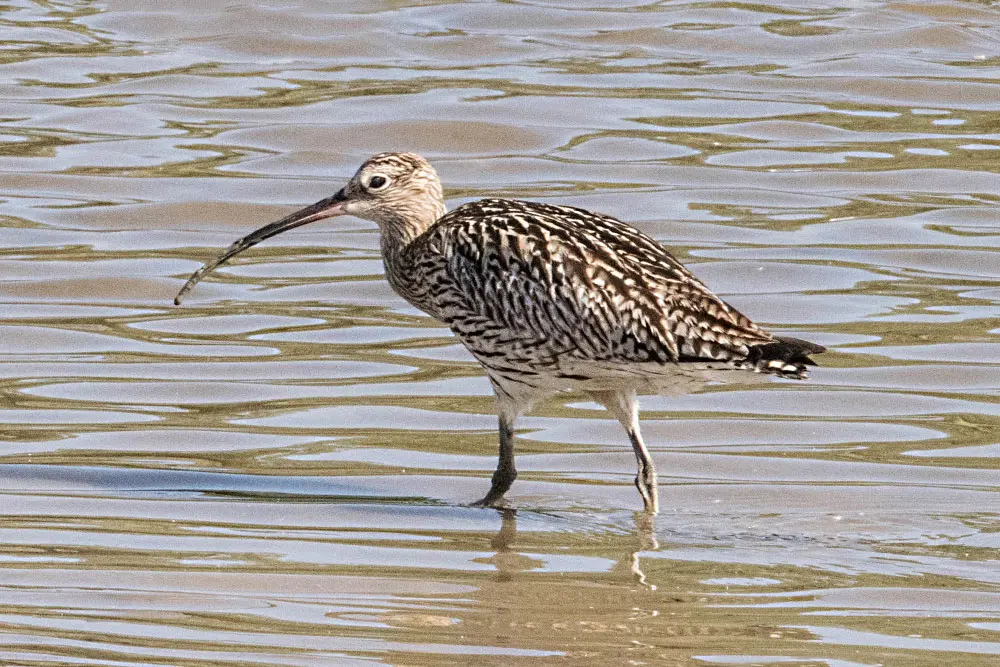 aves de marismas - Qué animales viven en la marisma