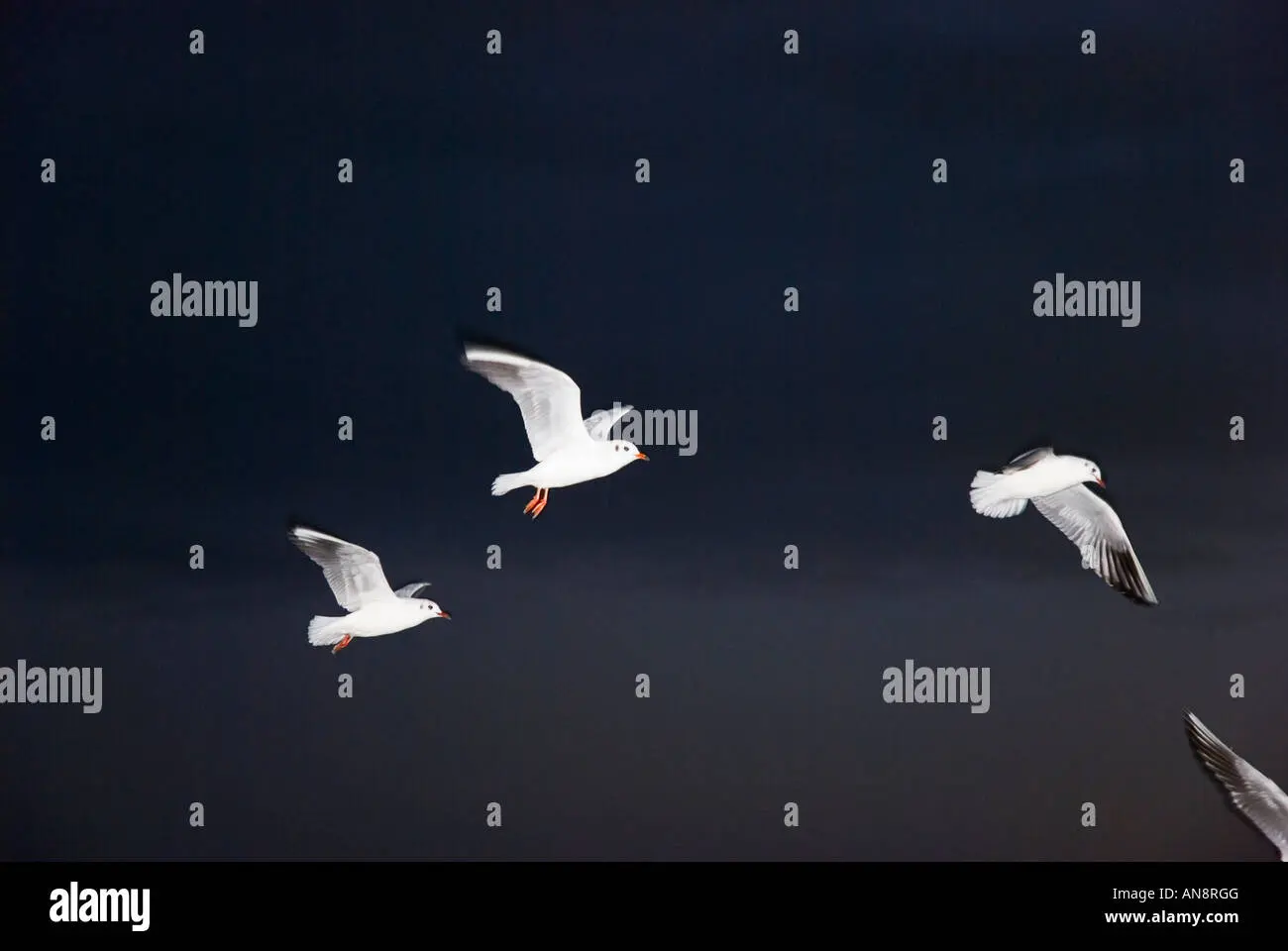 aves blancas que vuelan de noche - Qué animales vuelan de noche