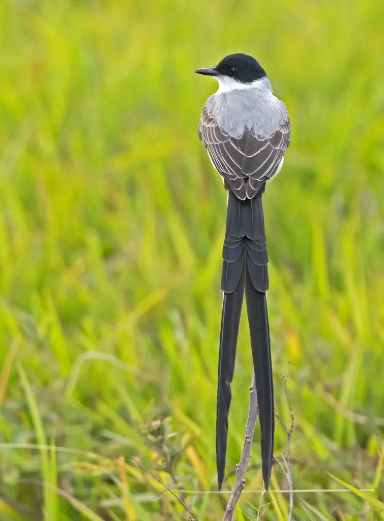 Leyendas de aves correntinas - Que anuncia el Suindá leyendas de aves correntinas - Que anuncia el Suindá