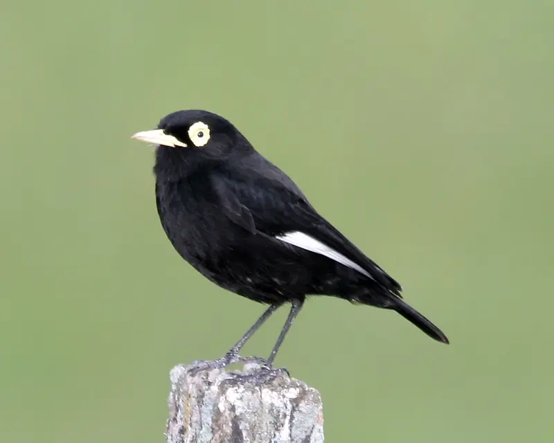 ave de plumaje negro y canelas - Que anuncian las bandurrias