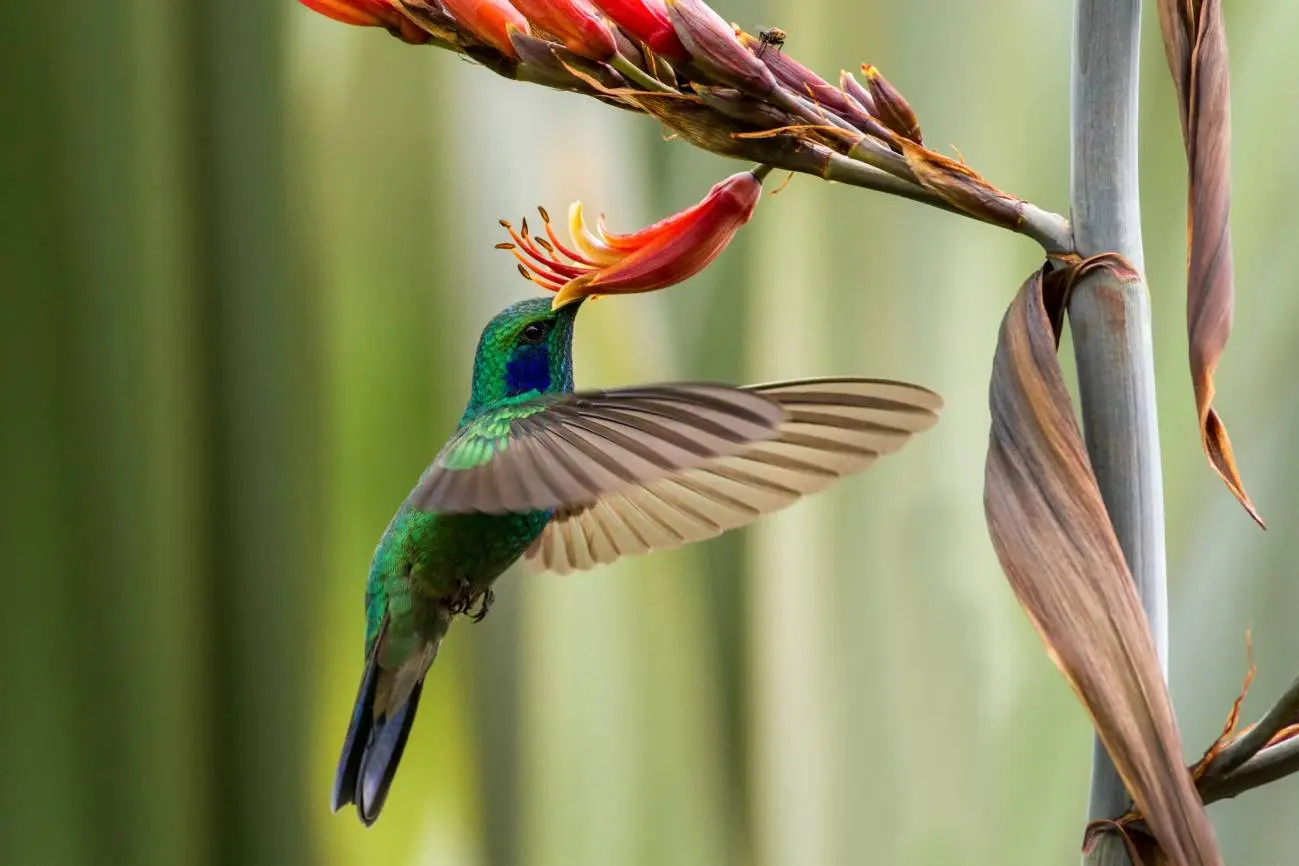 brujeria con aves - Que anuncian los Diucones