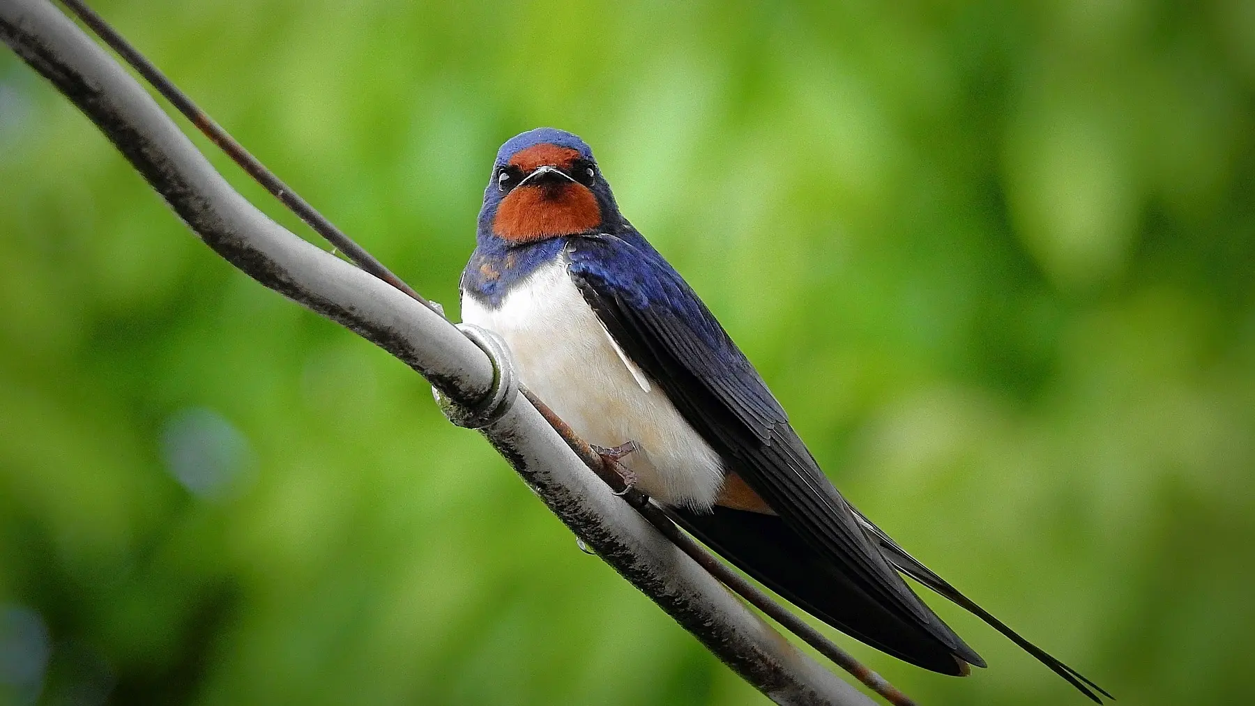 aves de buena suerte - Qué auguran los pájaros