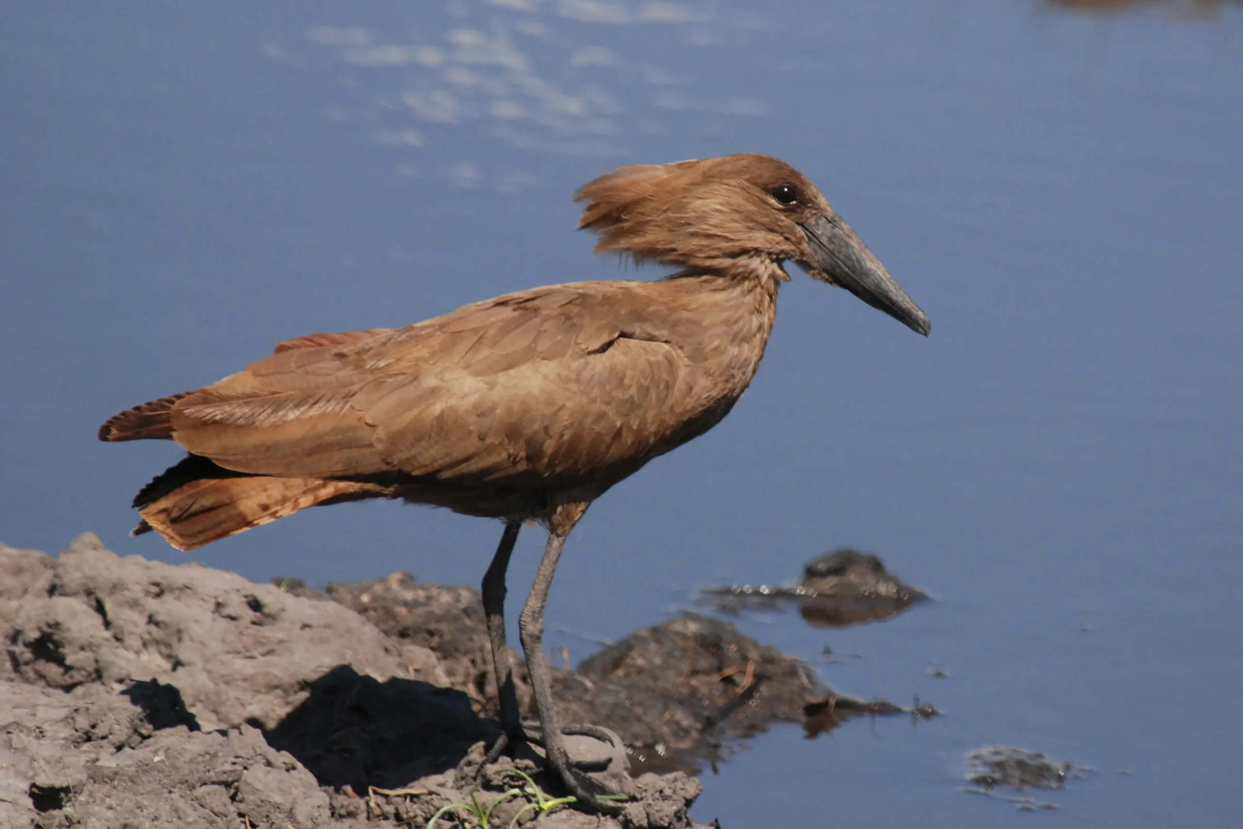 ave cabeza de martillo - Qué ave construye el nido más grande del mundo