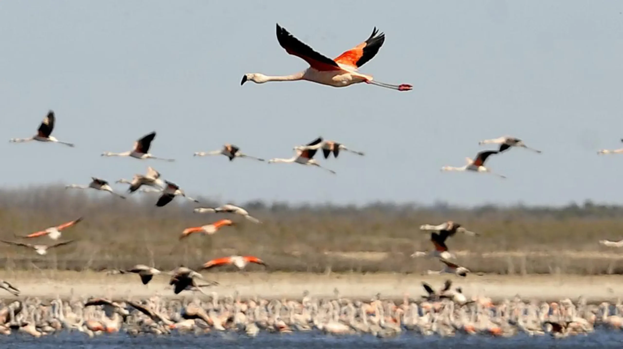 Migración de aves en México: Un fenómeno maravilloso - Qué ave migratoria se encuentra en México durante el invierno en grandes cantidades migracion de aves en mexico - Qué ave migratoria se encuentra en México durante el invierno en grandes cantidades