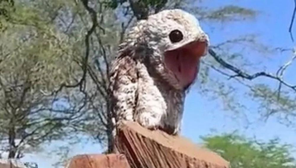Ave de ocho ojos: La maravilla de la naturaleza - Qué ave saca los ojos ave de ocho ojos - Qué ave saca los ojos