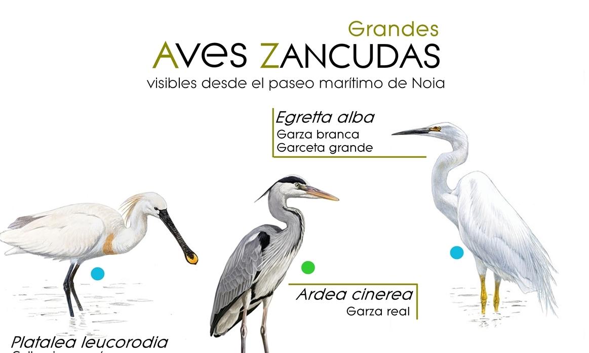 ejemplos de aves zancudas - Qué ave se parece a la cigüeña