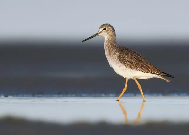 Ave Patas Amarillas: Conoce todo sobre esta hermosa especie - Qué ave tiene el pico amarillo ave patas amarillas - Qué ave tiene el pico amarillo
