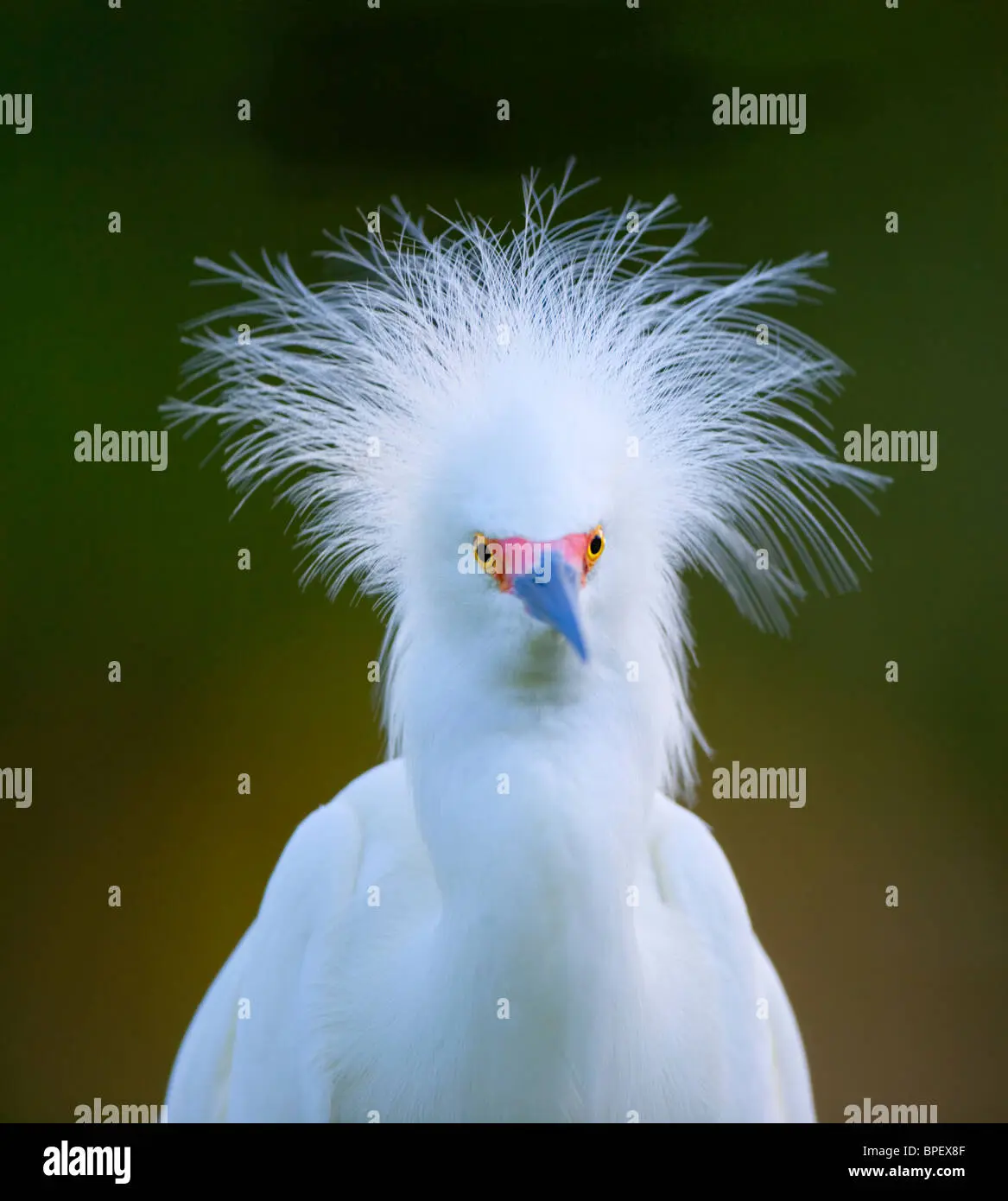 ave blanca con plumas gigantes - Qué ave tiene plumas blancas