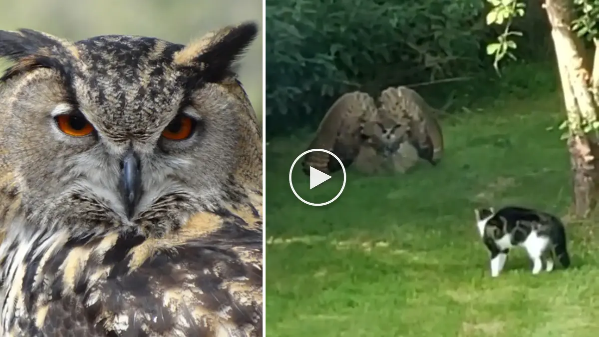 ave que se come a los gatos - Qué aves cazan gatos