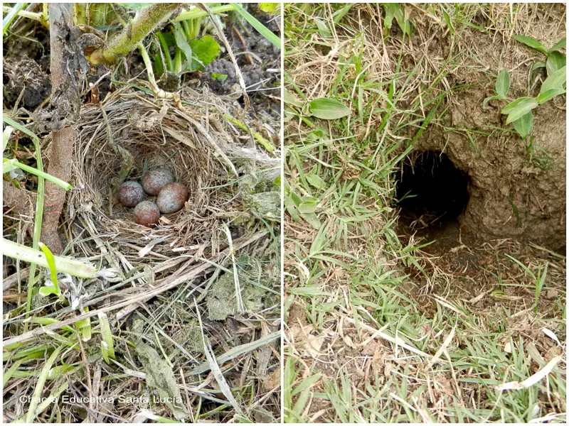 aves que hacen sus nidos en el suelo - Qué aves construyen nidos