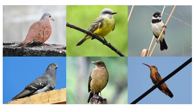 aves de honduras - Qué aves están en peligro de extinción en Honduras