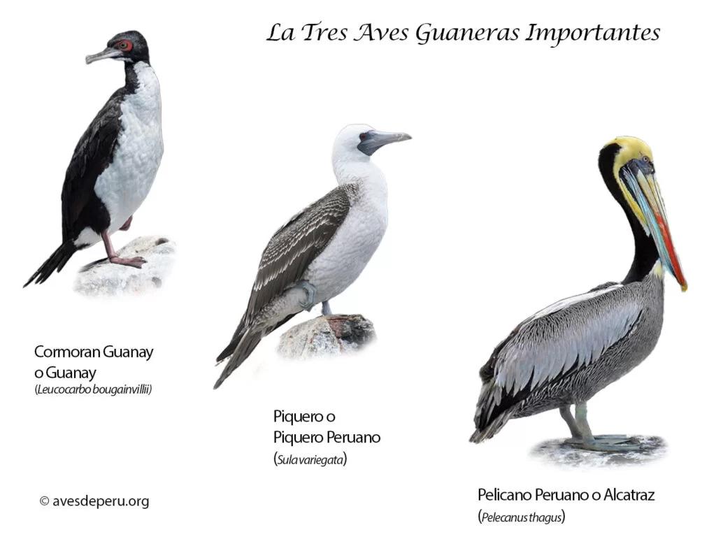 ave guanera - Qué aves hacen el guano