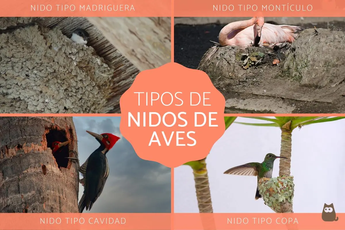 tipos de nidos de aves - Qué aves hacen nidos colgantes