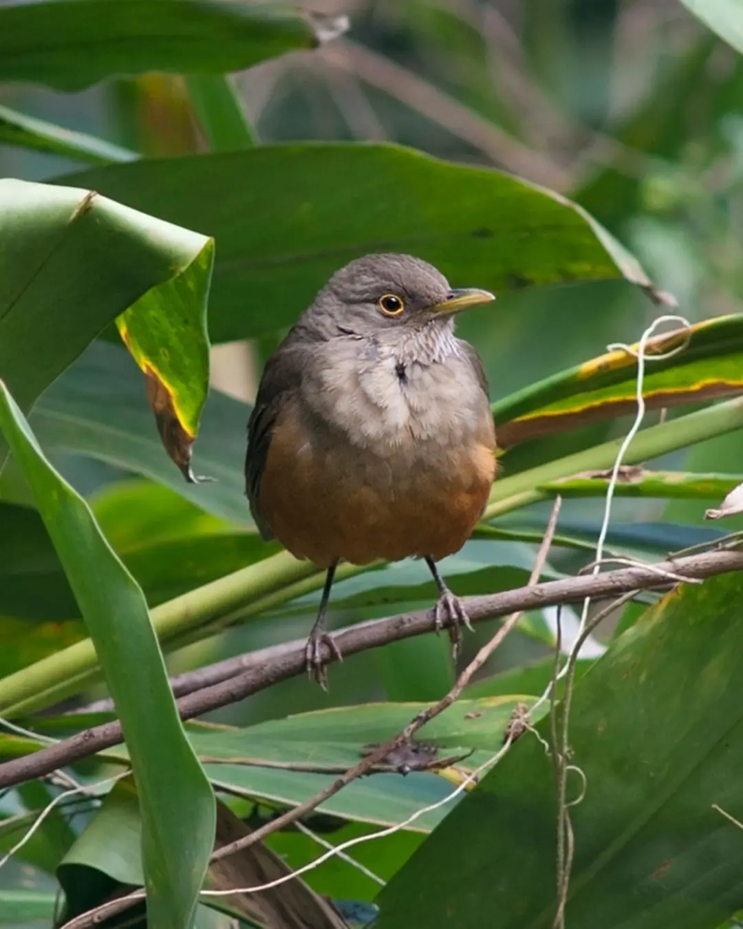 ave tipica de brasil - Qué aves hay en Brasil