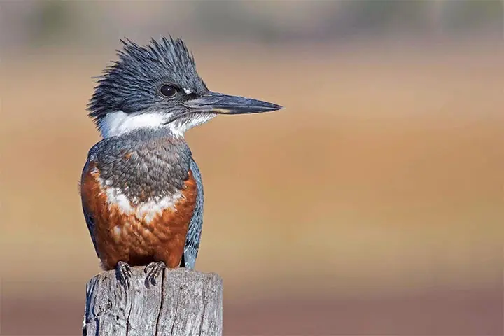 aves de la patagonia - Qué aves hay en Chubut