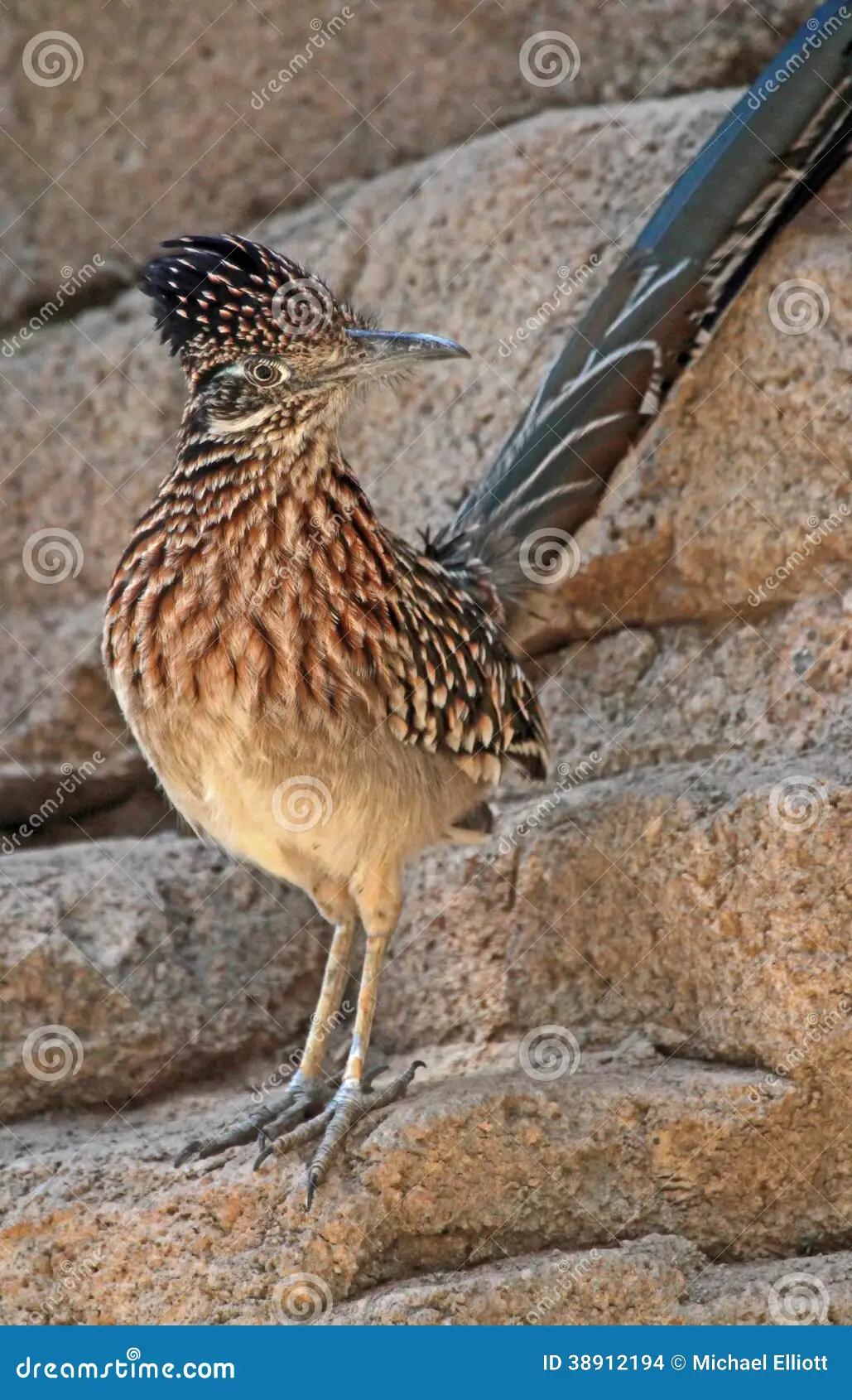 pajaro del desierto - Qué aves hay en el desierto de Sonora