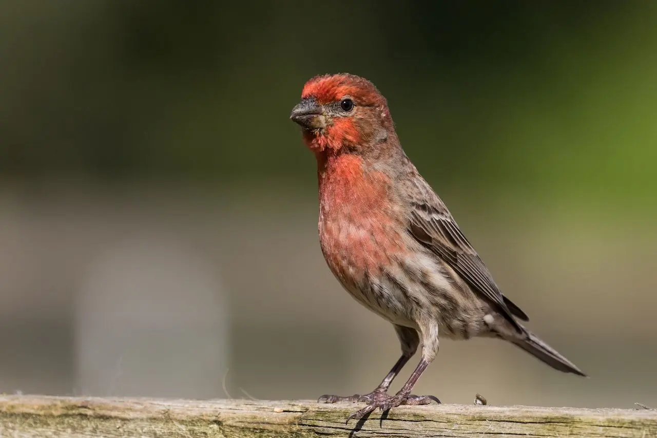 aves de la ciudad de mexico - Qué aves hay en el Estado de México