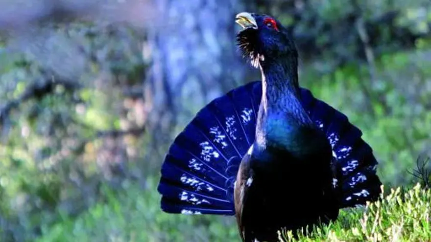 ave tipica de galicia - Qué aves hay en Galicia