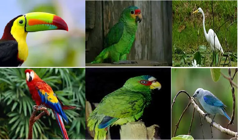 aves hondureñas - Qué aves hay en Honduras