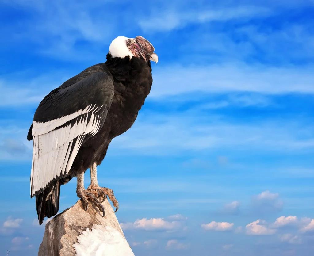 animales aves patagonia andina argentina - Qué aves hay en la Patagonia argentina