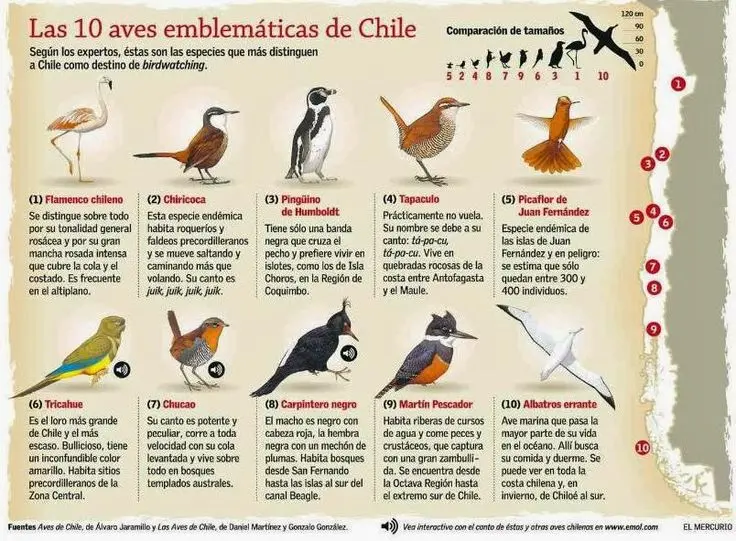Aves del sur de Chile y sus nombres - Qué aves hay en la Patagonia chilena aves del sur de chile y sus nombres - Qué aves hay en la Patagonia chilena