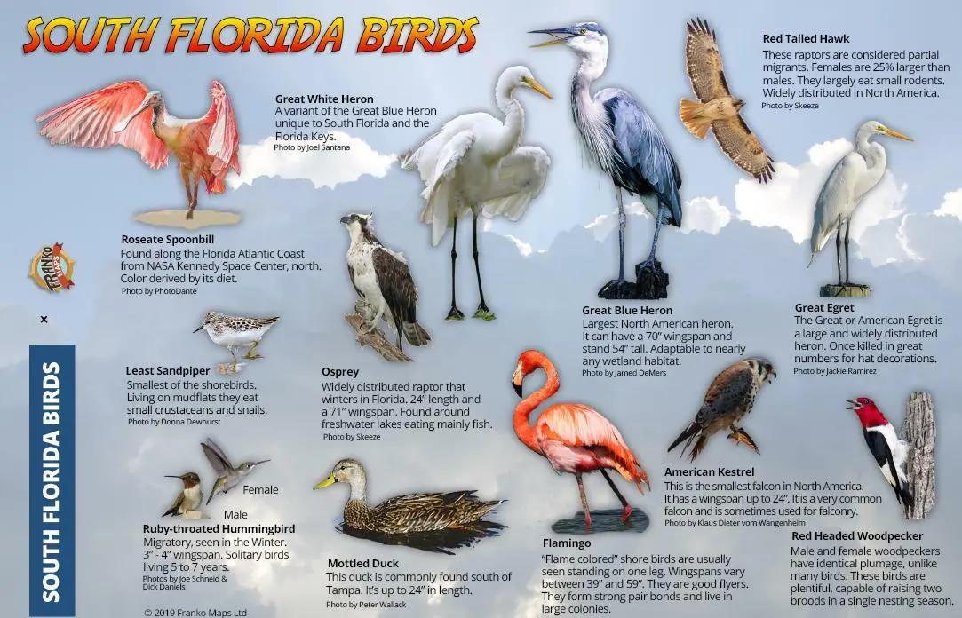 aves de la florida - Qué aves hay en Miami