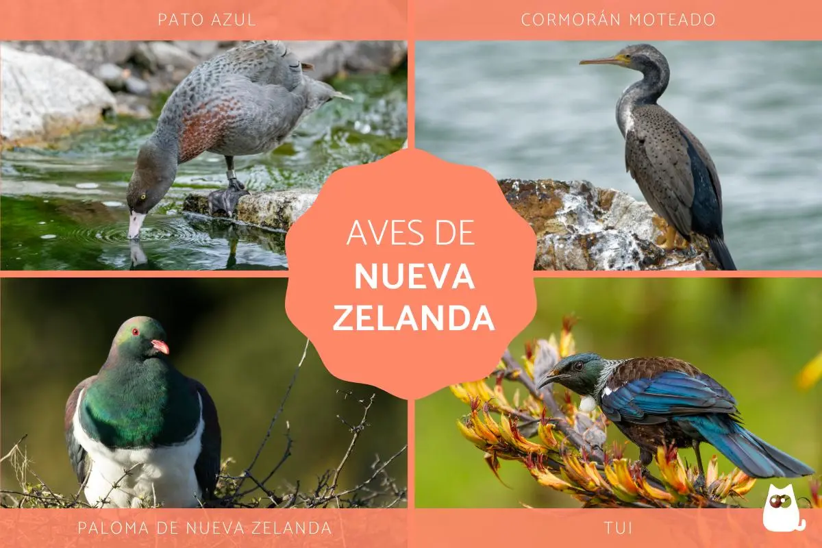 ave autoctona de nueva zelanda - Qué aves hay en Nueva Zelanda