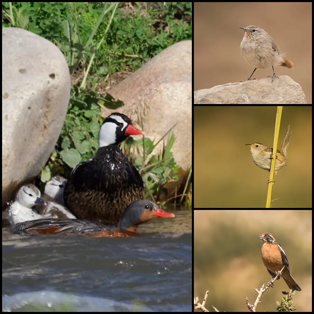 aves de mendoza - Qué aves hay en San Martín de los Andes