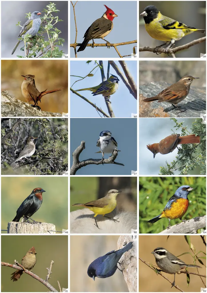 aves de santa fe - Qué aves hay en Santa Fe