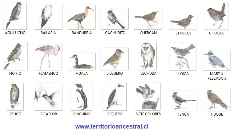 Aves del sur de Chile y sus nombres - Qué aves hay en Santiago de Chile aves del sur de chile y sus nombres - Qué aves hay en Santiago de Chile