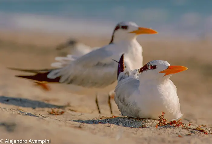 aves marinas de la patagonia - Qué aves marinas